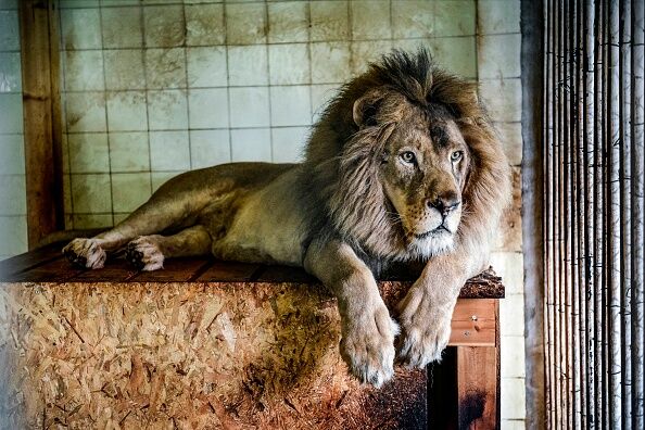 ALBANIA-ANIMAL-ZOO-LION