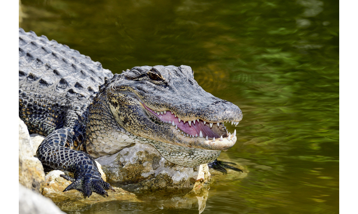 American alligator