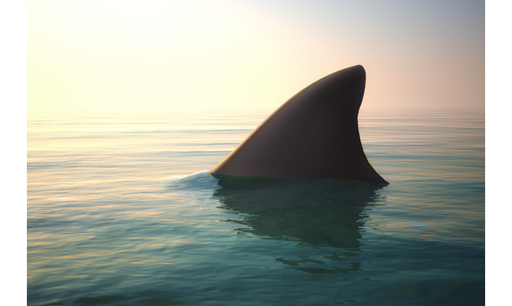 Shark fin above ocean water