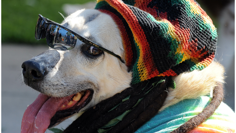 A dog dressed in a reggae costume attend