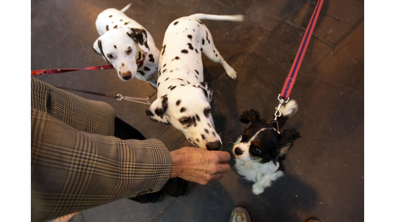 Dogs And Owners Gather For 2009 Crufts Dog Show