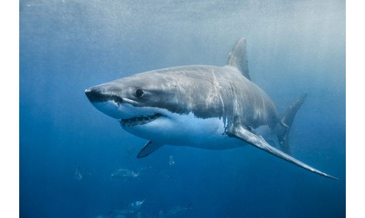 Great White Shark smile