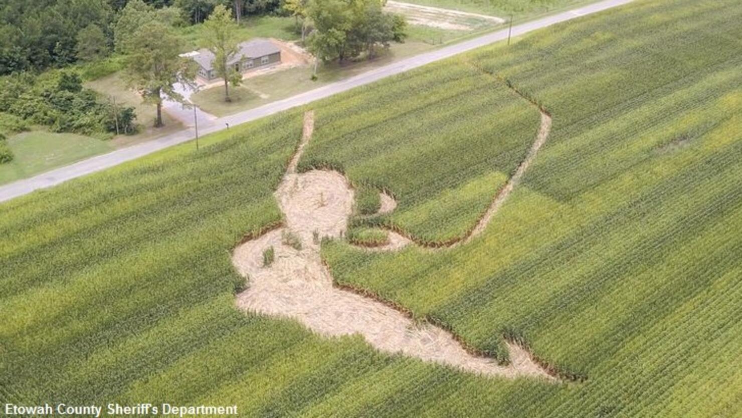 сделать поле невидимым