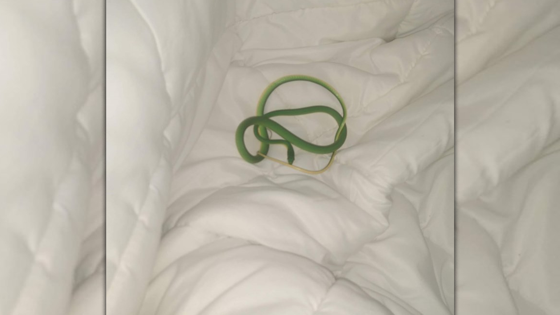 Woman in Hotel Wakes to Find Snake on Her Arm - Thumbnail Image