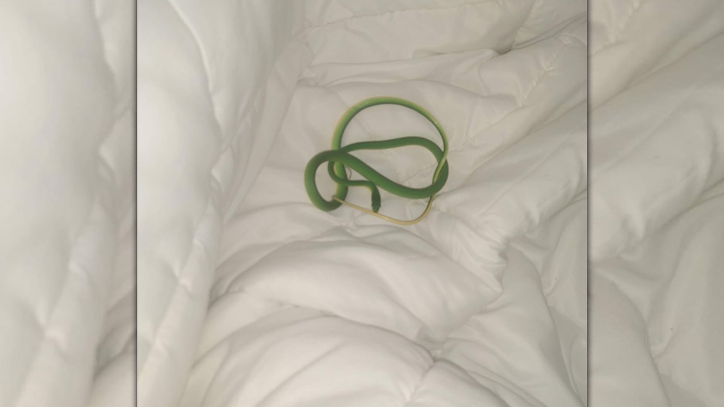 hotel guest finds snake in her bed