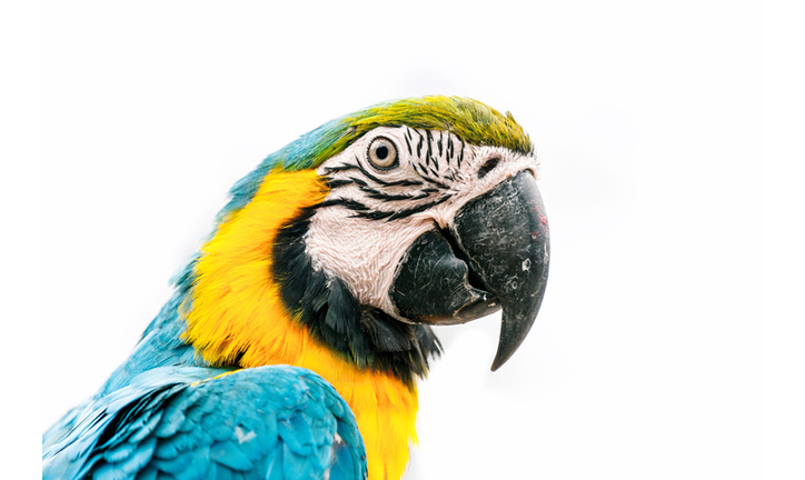 Close-Up Of Parrot Against White Background