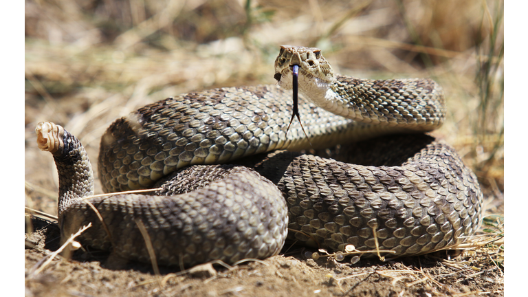 Coiled Rattlesnake