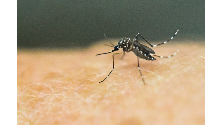 TOPSHOT-COLOMBIA-SCIENCE-HEALTH-ZIKA-VIRUS