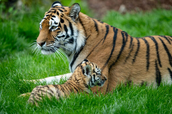 GERMANY-ANIMALS-ZOO-TIGER