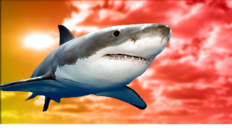 Flying shark