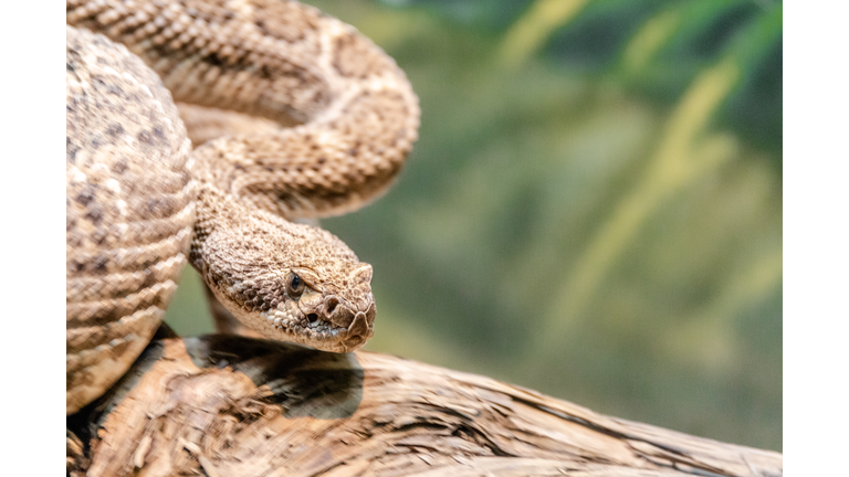 Diamondback Rattlesnake Slithering Down Log