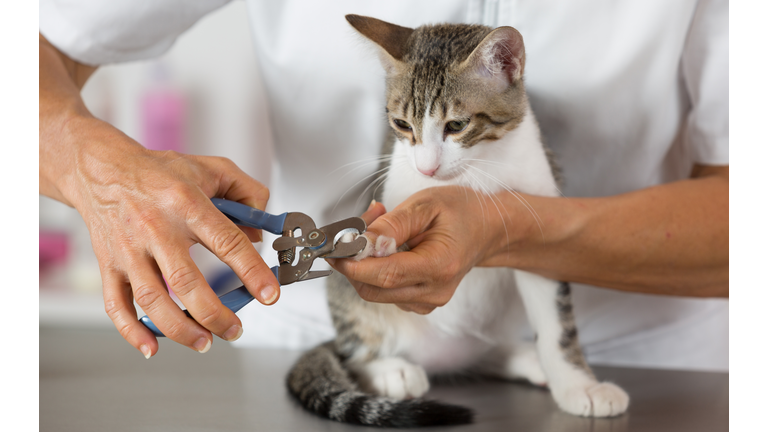 Cat at the hairdresser getty images