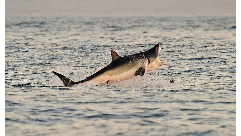 A Great White shark jumps out of the wat