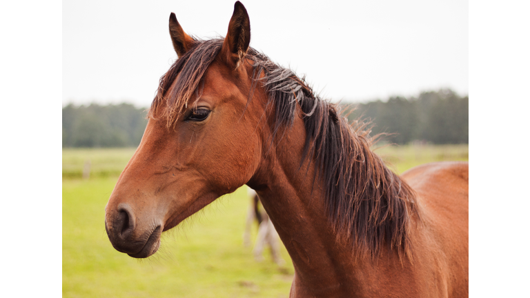 Close-Up Of Horse Standing On Field