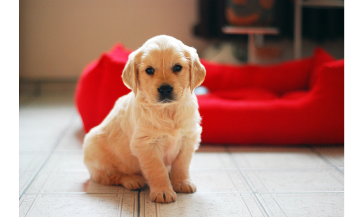 Golden retriever puppy portrait