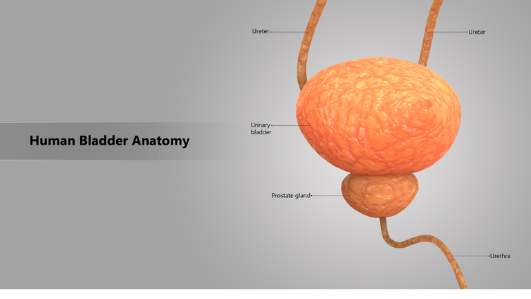 Human Body Organs (Urinary Bladder)