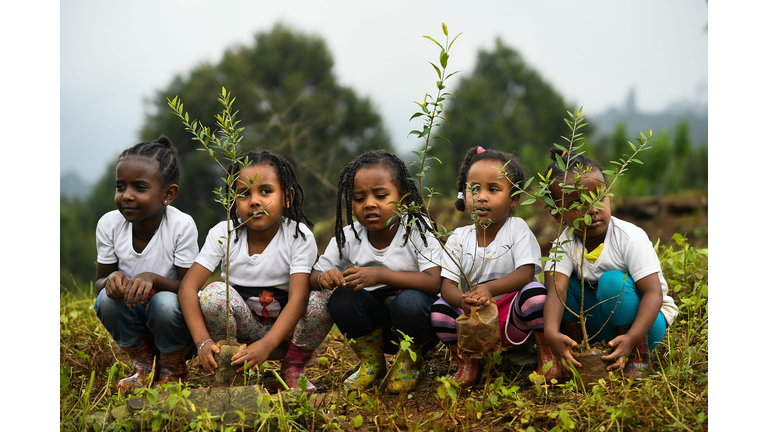 TOPSHOT-DOUNIAMAG-ETHIOPIA-CLIMATE-TREES