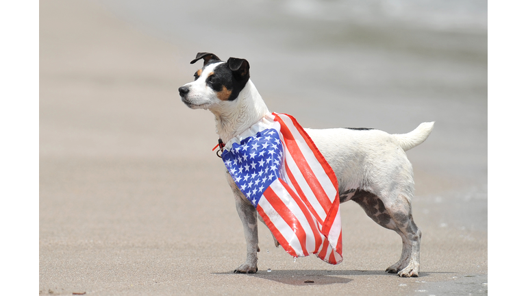 A dog with a US flag is seen during the 