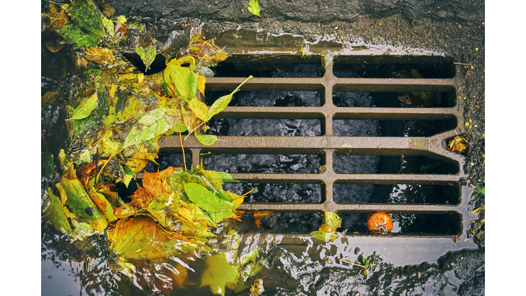 Sewer grate with fallen leaves after autumn rain