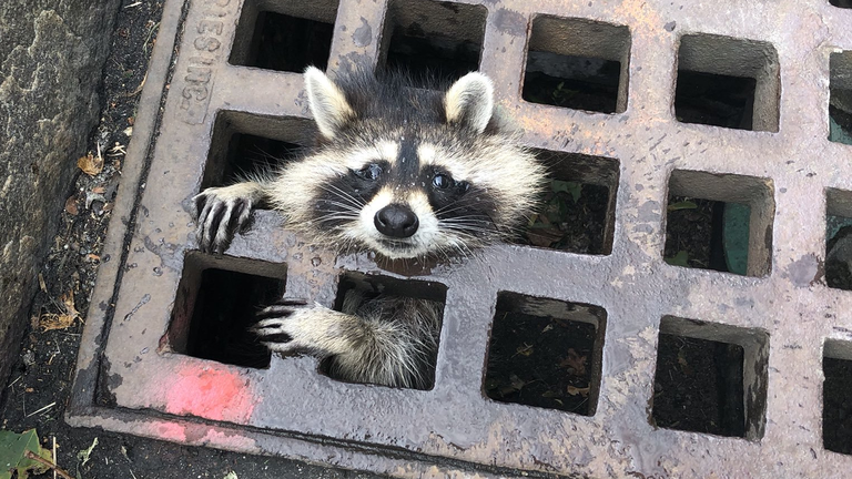 raccoon gets head stuck in a sewer grate