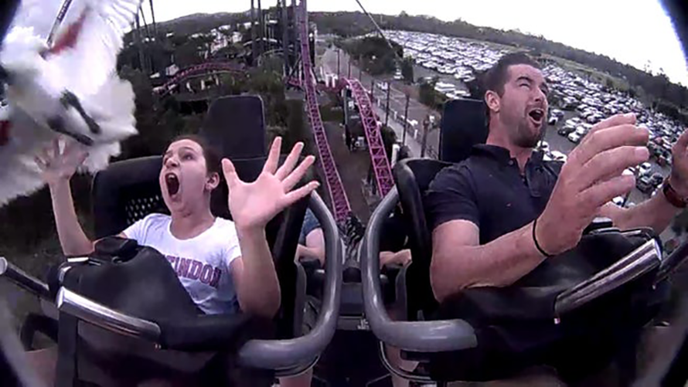 Girl Hit By Bird While Riding Roller Coaster iHeart