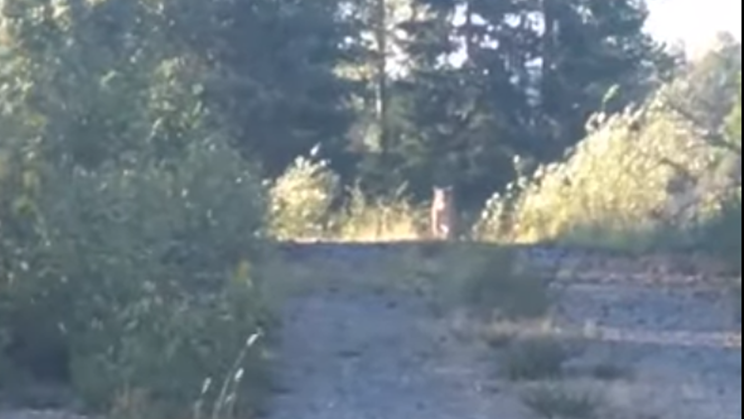 hungry cougar scared off by woman blasting Metallica