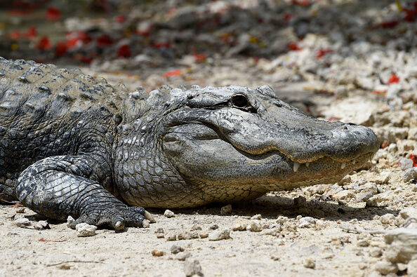 US-ANIMAL-ALLIGATORS-CONSERVATION