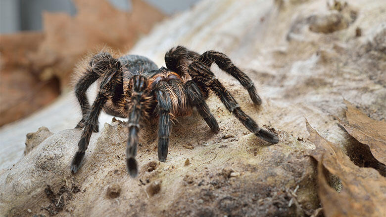 Thousands Of Tarantulas Begin Mass Migration Through Colorado To Find Mates Iheart 1811