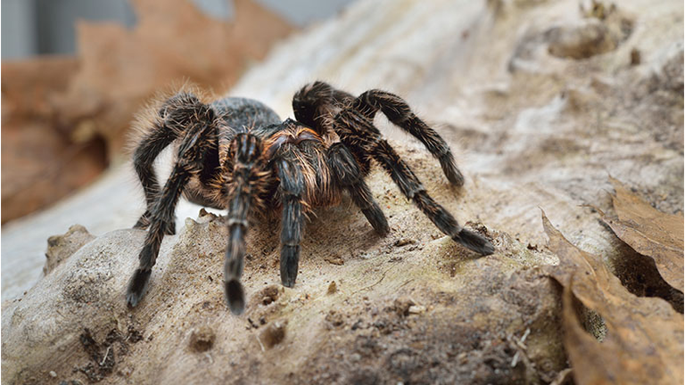 Birdeater curlyhair tarantula spider Brachypelma albopilosum in natural forest environment. Black hairy giant arachnid.
