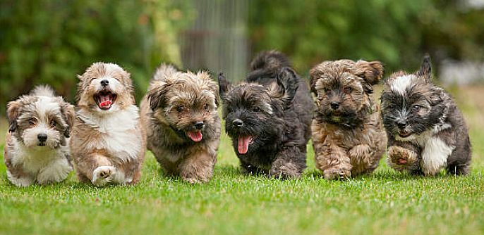 It's a stampede of cuteness!