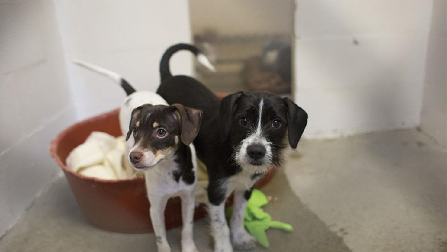 Dogs adopted from shleter