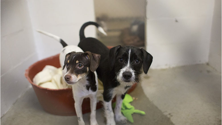 Dogs adopted from shleter