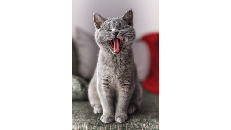 British short hair cat yawning
