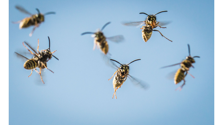 GERMANY-ANIMALS-WASP