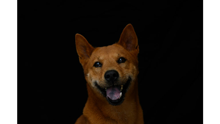FRANCE-ANIMAL-SHELTER-HOLIDAY