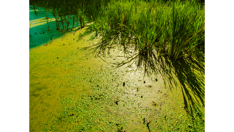 Green natural background of swamp duckweed or algae.