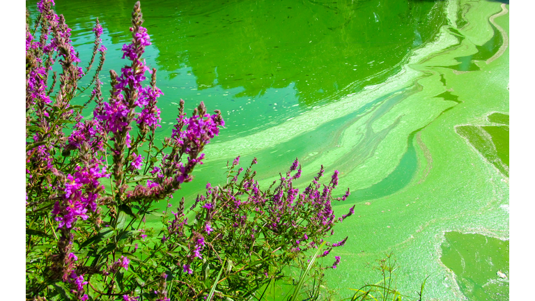 Water pollution by blooming blue-green algae (cyanobacteria) is world environmental problem.