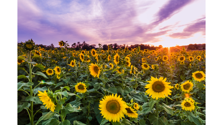 Vivid sunset over sunflower field maze in late summer