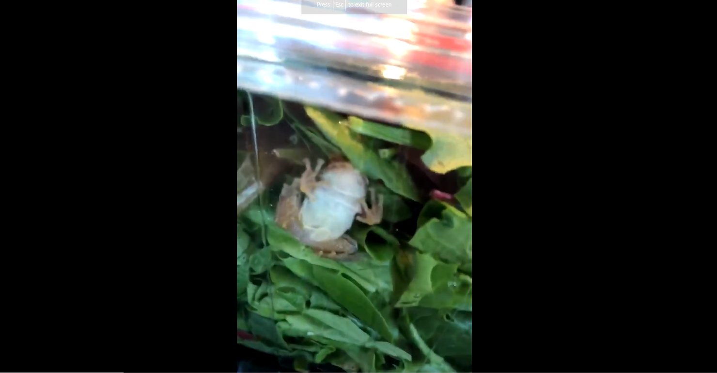 live frog found in salad container