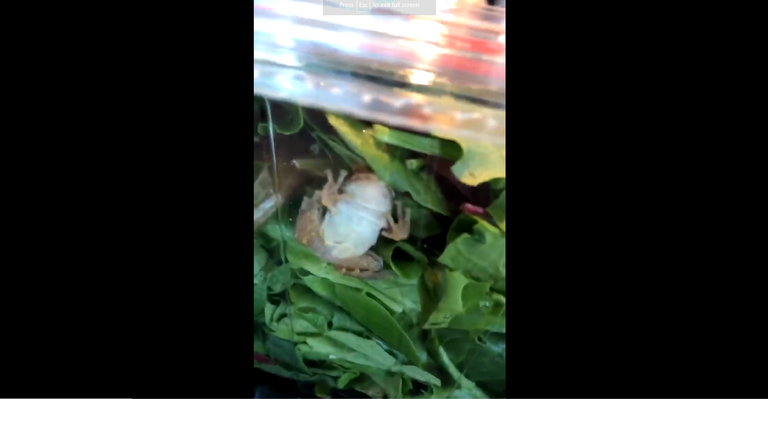 live frog found in salad container