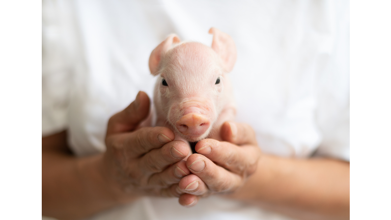 Midsection Of Woman Holding Piglet