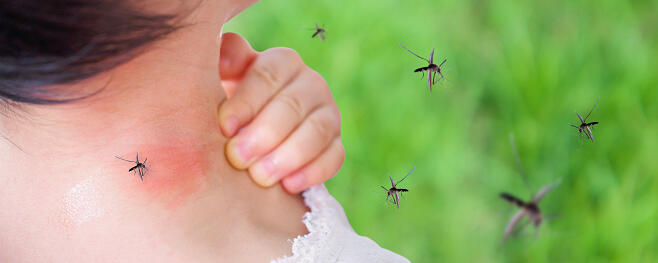 Onondaga County Dealing With Triple E And West Nile  - Thumbnail Image