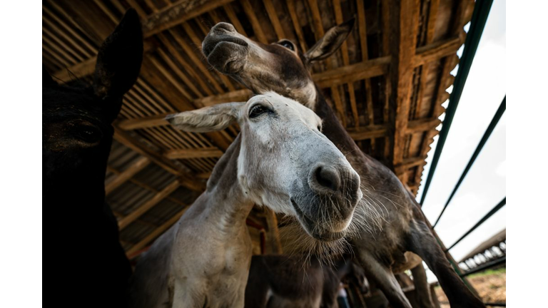 SERBIA-OFFBEAT-FOOD-DRINK-ANIMAL