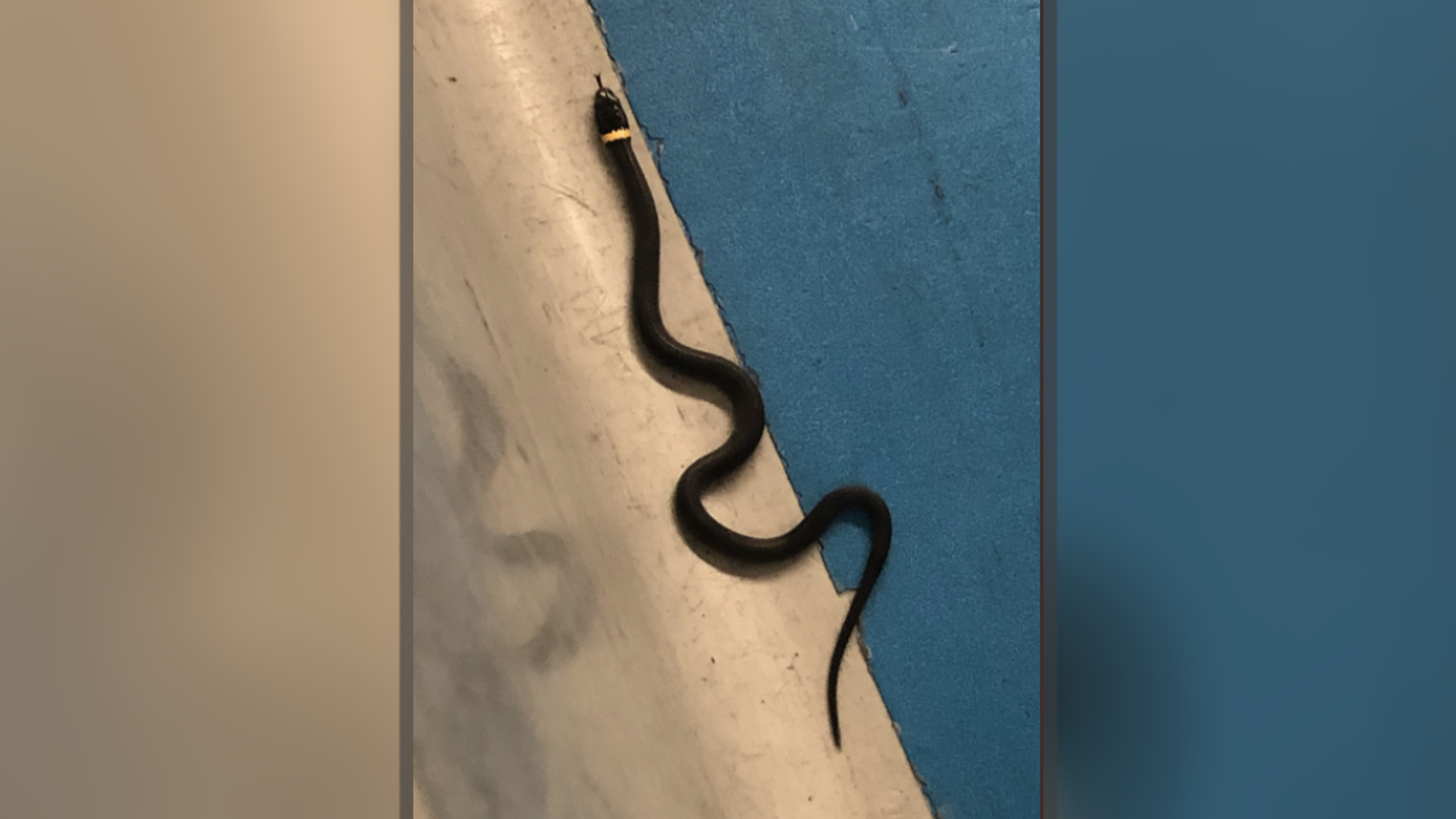 snakes on a plane, snakes at a checkpoint