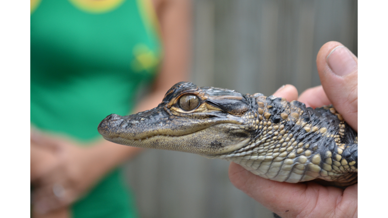 Baby alligator