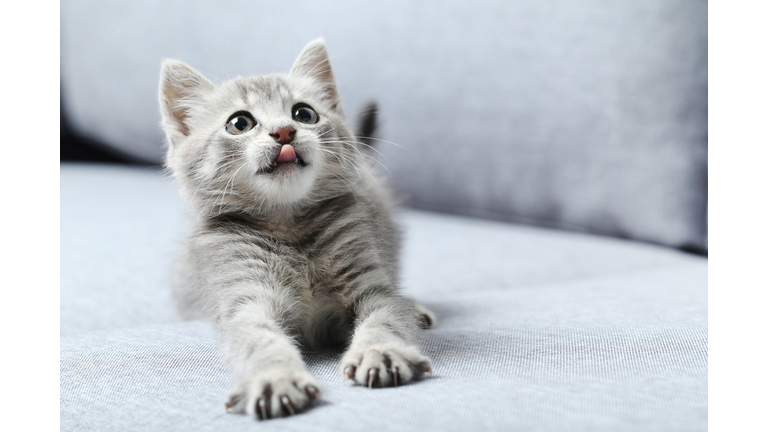 Beautiful little cat on a grey sofa