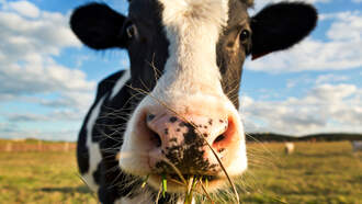 Cloud lifted over dairy as settlement announced in cooperative lawsuit