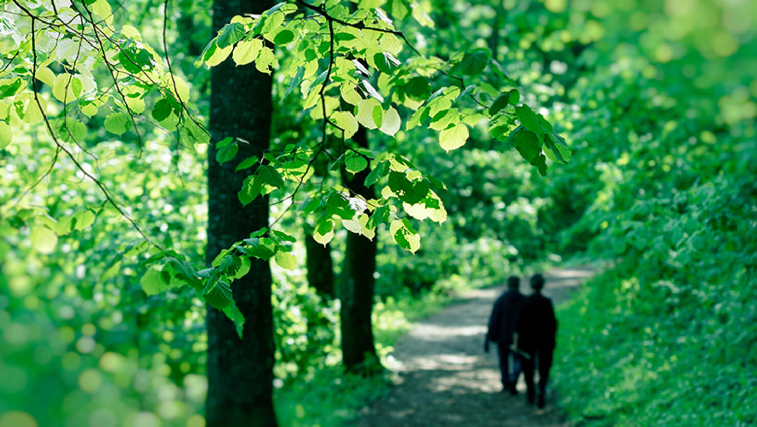Spring in forest
