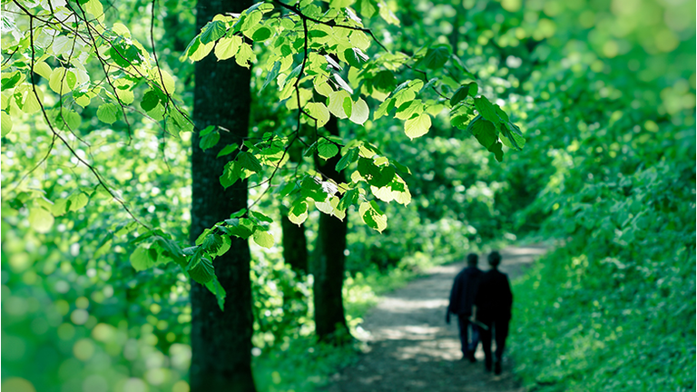 Spring in forest