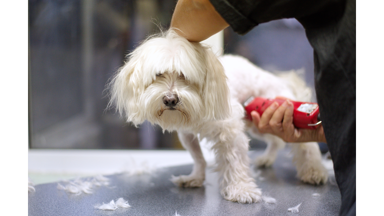 Grooming a maltese dog